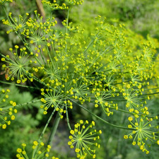 Dill Common - 1 Plant - Garden Kitchen Herb for
