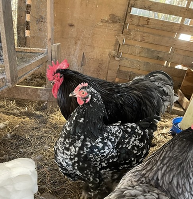 #ad 6Blue Black Splash and Mottled English Orpingtons $59.99