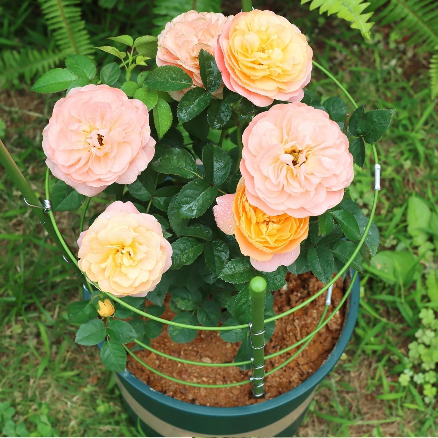 Small Plant Support Cage, 2 pcs, 17.7" H,  support plants indoor or outdoor