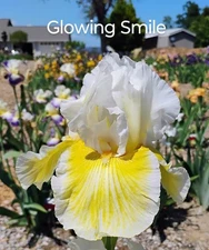 Tall Bearded Iris Rhizome ~ "GLOWING SMILE" ~ Fresh and Healthy