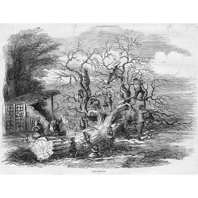 Eichenrindenholz Ernte - antiker Druck 1859