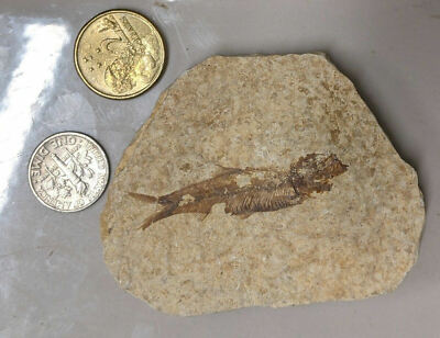 40 Million year old Green River FOSSIL FISH plus Possibly a