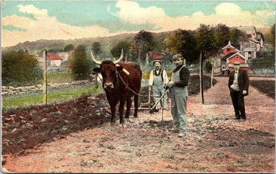 #ad 1910s Oakdale Illinois Farming Ox Plow Rural Americana Postcard Farmers Oxen $9.95
