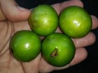 Plinia Aureana - Branca Mel Jaboticaba - White Honey — photo 1