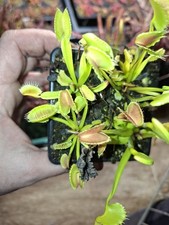 Dionaea Muscipula AKA Venus Fly Trap ZIPP. Potted Carnivorous Plant, UK Grown.