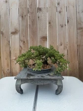 AWESOME! Fantastic Procumbens Nana Juniper Pre-Bonsai, 16 Years, Strong Trunk
