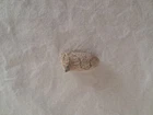 Civil War Era Bullet (aka Minie Ball)