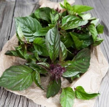 500++ Thai Basil Seeds (Ocimum basilicum) | NON- GMO | HEIRLOOM SEEDS - USA SHIP