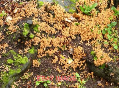 FOTO PILZE UPTON PARK DIESE PILZE SIND VERMUTLICH TINTENKAPPEN HÖCHSTWAHRSCHEINLICH KOPR