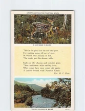 Postcard Greeting From The Pine Tree State, Maine
