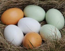 5X Wooden Fake Artificial Eggs Children Painted Graffiti Toys Kids DIY Play Toy