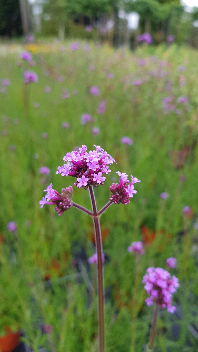 Verbena bonariensis en conteneur de 3L à 4L - Verveine de Buenos-Aires pour jardin