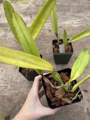 Laelia Crispa 'AWZ-USA' x Sib 4” Pot | eBay