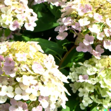 50 Climbing Hydrangea Seeds, Vining Flower Bush, Creeping Hedge Shrub, Free Ship