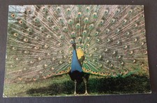 Bird Postcard, Peacock, Photo By M Lyster, Whipsnade Park