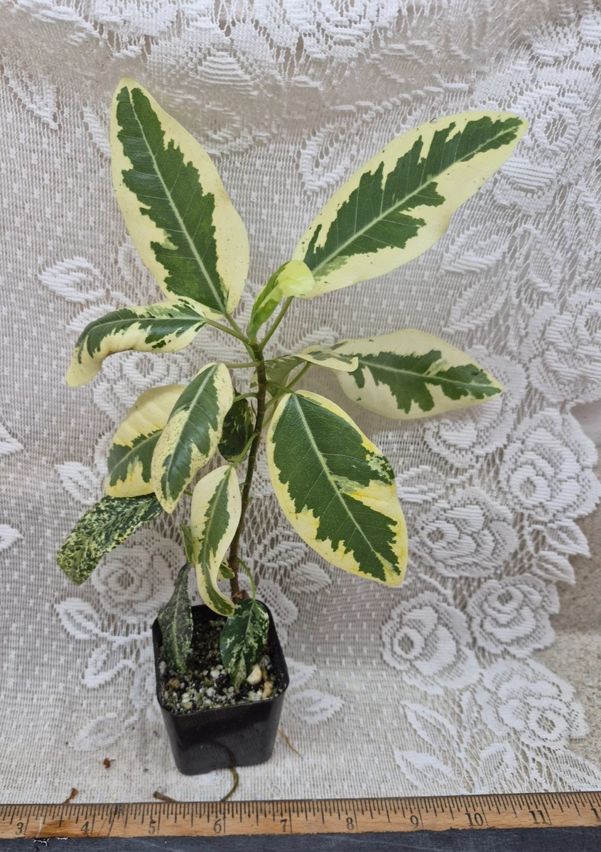 platterbse saatgut Platterbse BIO