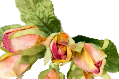 Velvet Rose Buds - Artificial Flowers For Hat Making, Fascinators & DIY Millinery Crafts (Multiple Colors)