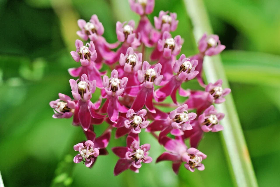500 SWAMP MILKWEED Seeds (Asclepias incarnata) Perennial Butterfly Garden Flower - Image 2 of 3
