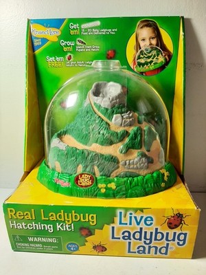 Insect Lore Real Ladybug Hatching Kit Live Ladybug Land 2100