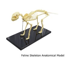 Samll Cat Skeleton Model Feline Veterinary Animal Skeleton Model Standard Size