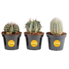 Cactus Live Plants in Plastic Post, Easy to Maintain Succulent Indoor Housepl...