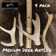 Medium Mid-Grade Deer Antler Dog Chew - 4