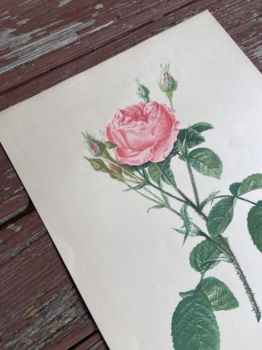 Vintage Pierre Joseph REDOUTÉ Rosie Mousseux A Fleurs Doubles #2 Engraving 1950 - Picture 2 of 4