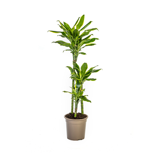 C PIANTA DRACENA ARTIFICIALE 170 CM 2 PZ