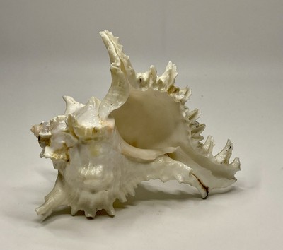 Murex Chicoreus Ramosus White Sea Ocean Snail Shell, 5 .