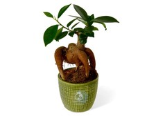 Ficus ginseng microcarpa Ficus Bonsai Live Tropical Terrarium Plant Easy 6-12cm