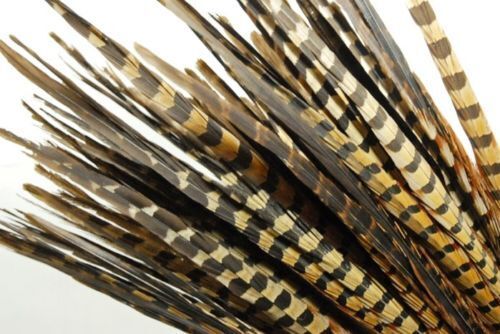 English Ringneck PHEASANT Tail Natural Feathers 10-100 Pcs MANY SIZES 6-28" New! - Picture 3 of 30