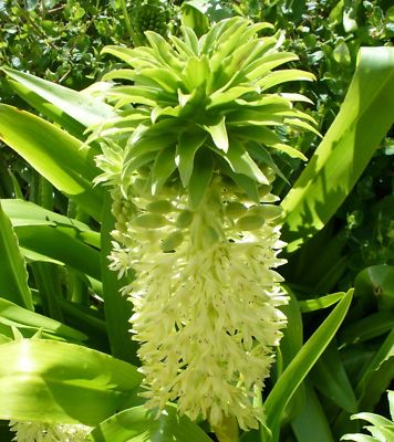pinnatum marble variegata Epipremnum Pinnatum Marble Variegata  Foliage Dreams