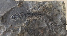Perm  Branchiosaurus, Apateon pedestris,  Amphibium  Rotliegendes  Pfalz, D.