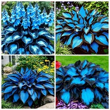290 USA PERMIUM Giant Hosta Seeds for Planting Indoor Outdoor-Non GMO Mixed