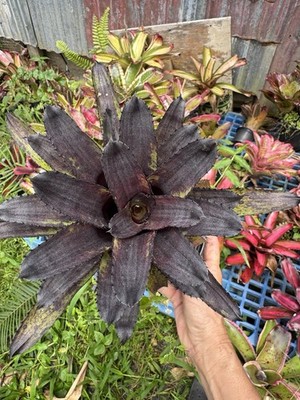 Aechmea 'Canistrum Triangulare ' Bromeliad | eBay