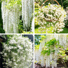 Climbing Weeping Jasmine Flower Seeds for Planting, 100 pcs Fragrant Perennial C