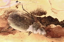 GROUND BEETLE Carabidae & More Fossil Inclusion  BALTIC AMBER 7.5 + HQ P 240424