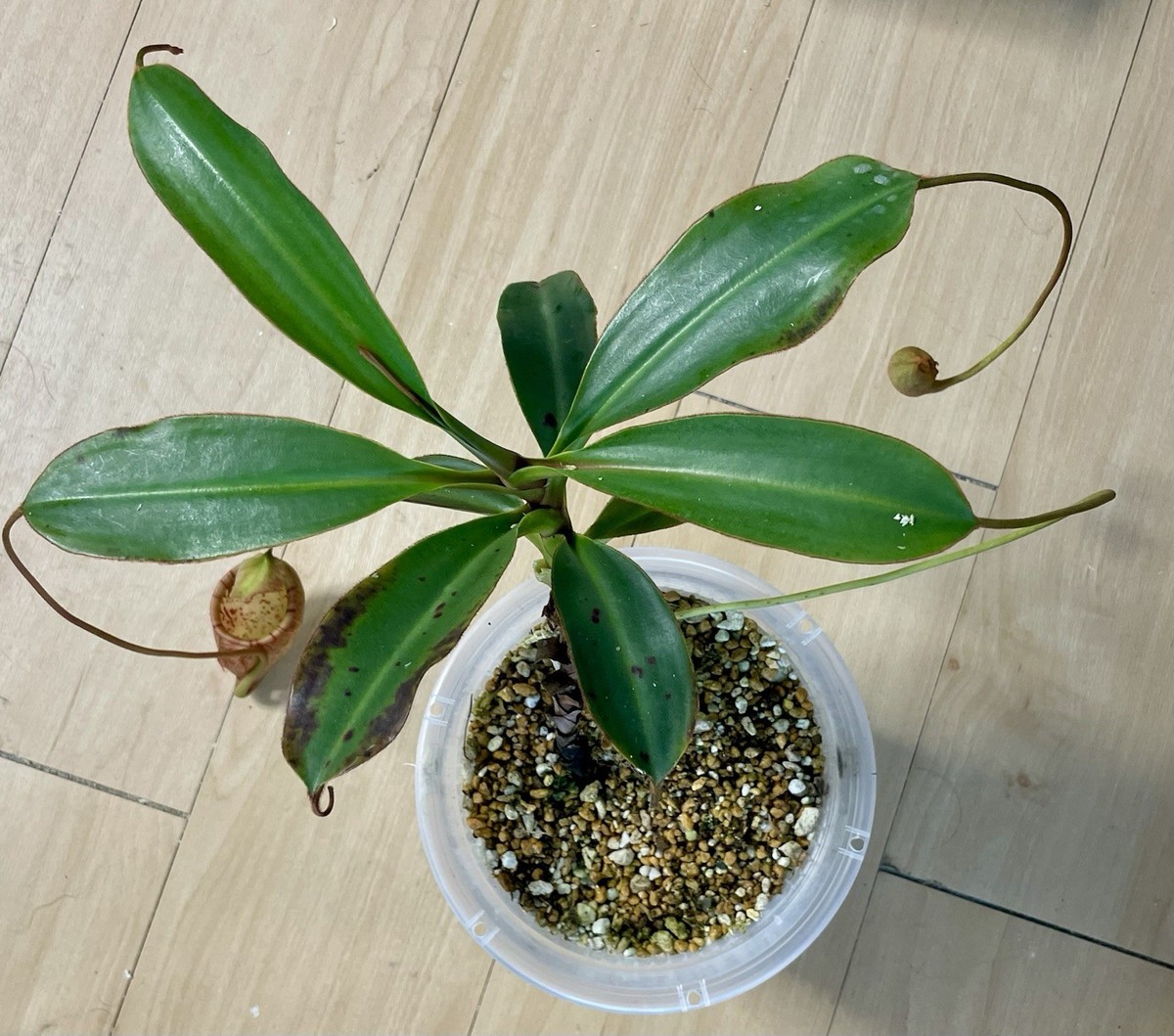 Nepenthes Attenboroughii SG Large | eBay