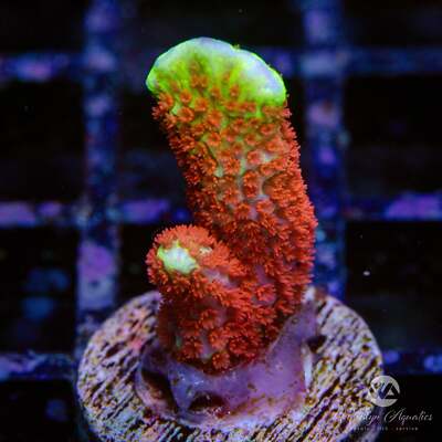 ''Bubble Gum'' Montipora Digitata - Live Coral Frag
