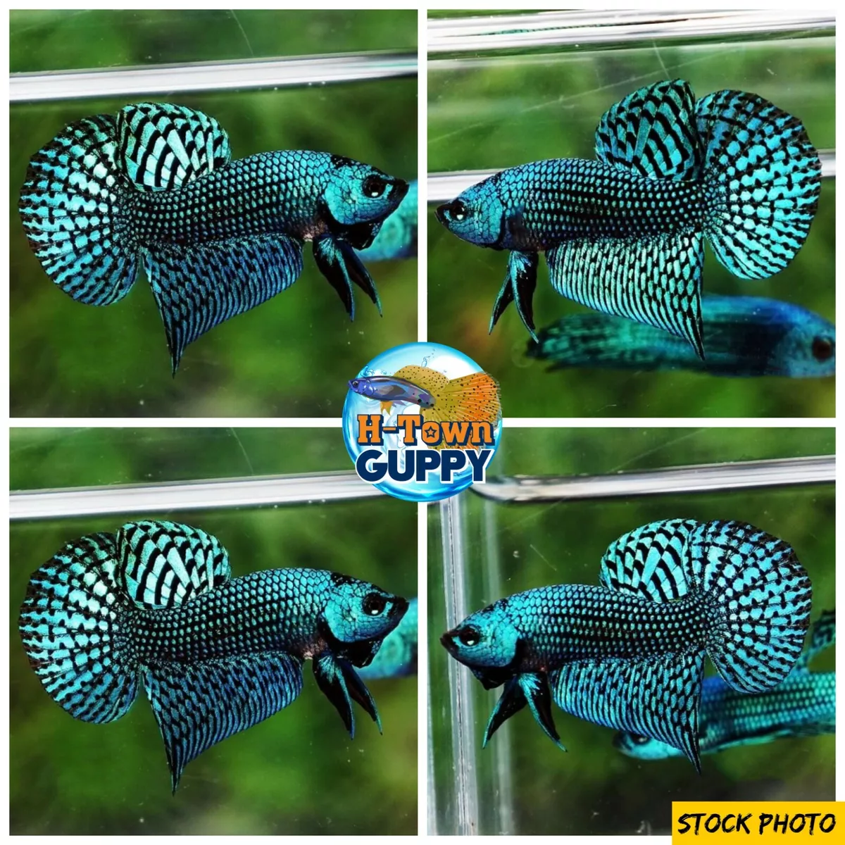 Alien hot sale betta care