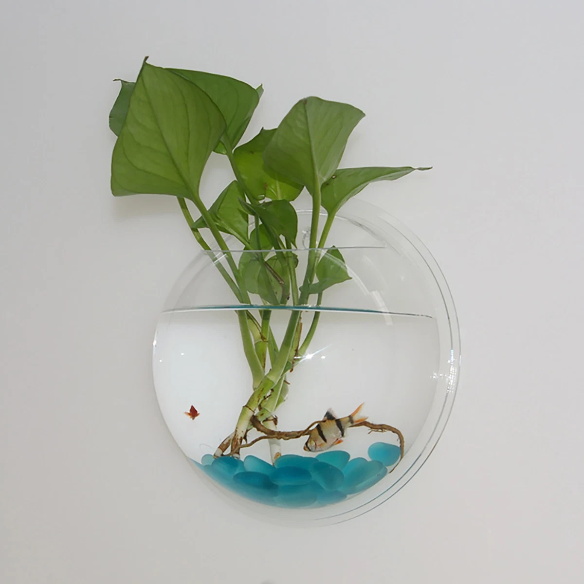 PREMIER PLANTS 12 Inch Concave View Aquarium Tank, 42 OFF