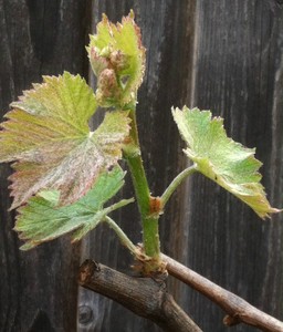 JAPANESE-GRAPE-KYOHO-DEEP-PURPLE-FLAVORFUL-1-Rooted-Vine-from-Cutting