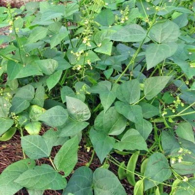 VALLEY VIEW RANCH Bean Henderson Bush Lima or Fava Broad Windsor/ Heirloom/Open Pollinated/non GMO