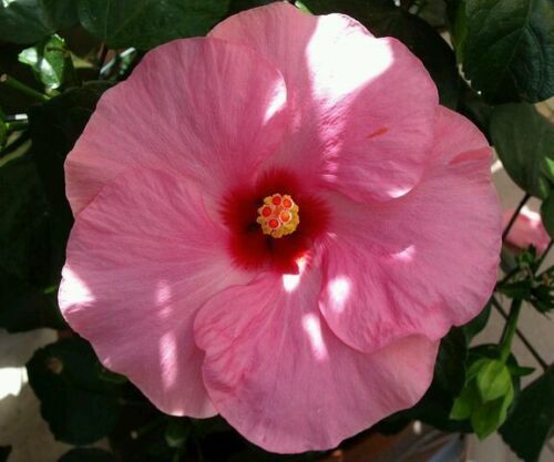 ☺20 graines d hibiscus rose à grande fleur - Photo 1/1