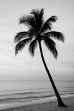 Palm Tree Black & White Tropical Beach Poster Print Framed Canvas Wall Art