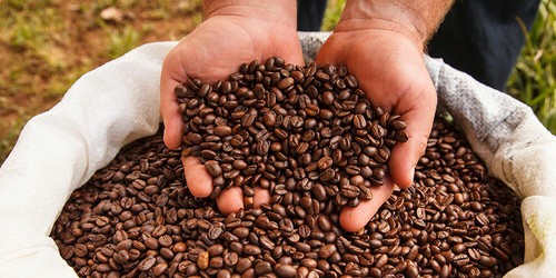 ÄTHIOPISCHE YIRGACHEFFE KAFFEEBOHNEN MITTEL GERÖSTET 3 PFUND - Bild 5 von 23