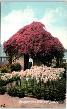 Postcard - Bougainvillea Vine and Amaryllis