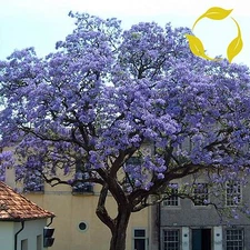 PRINCESS TREE Paulownia Tomentosa 100,200,500,1000,2000 SEEDS