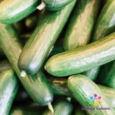 25+ Sweet Slice Cucumber Seeds for Garden Planting - USA - FREE SHIPPING!