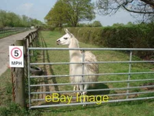 Photo 6x4 Llama at Shernal Green Goosehill Green After it charged up the  c2007